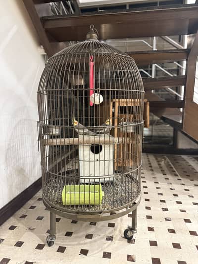 2 healthy parrots with this expensive vintage cage