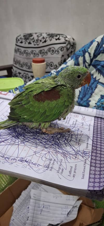 raw kashmir parrot  chick