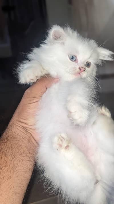 Persian Triple Coaten Kittens for Sale
