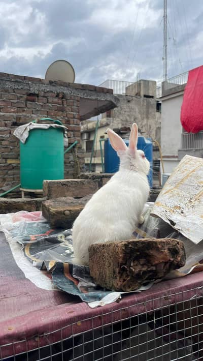 Red ayes to Flemish cross bred