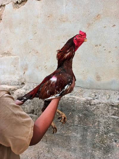 high quality narangi murga 03711036880