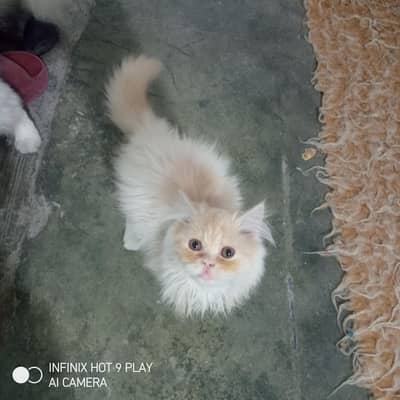 parsion cat golden brown  age 3 month its a female