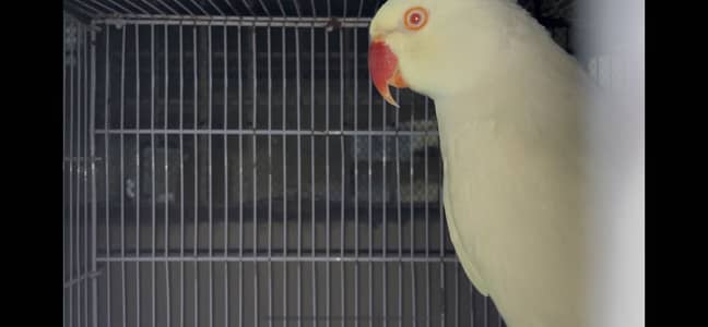 Exhibition hogoromos budgies / sp blue Ringneck & white breeder pairs