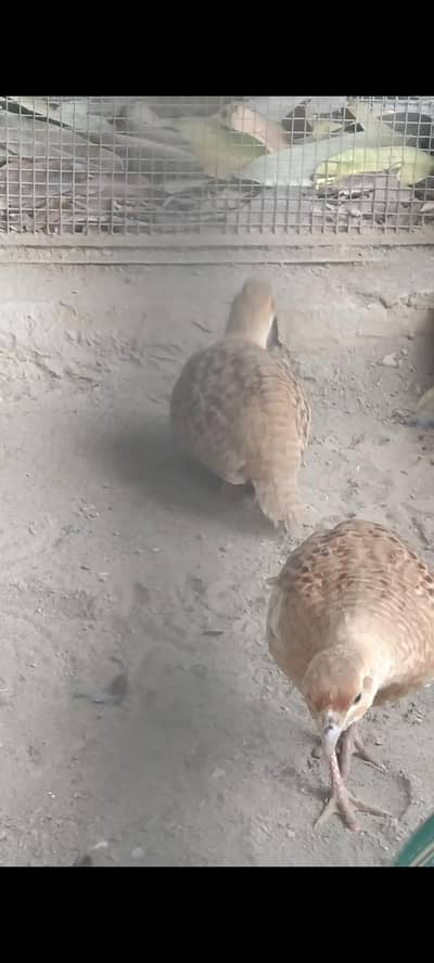 irani teetar 03706474308 urjent sale