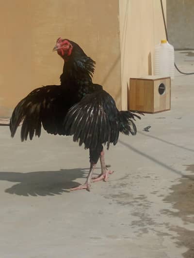 kushka pair and  shamo pair