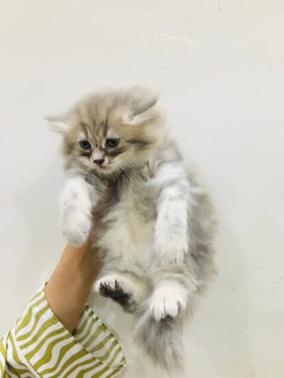 persion Baby female kittan