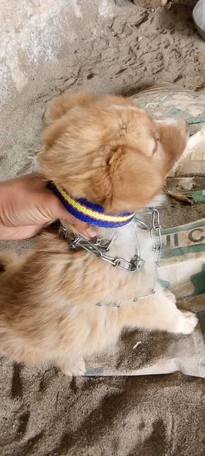 pure aseel femail available