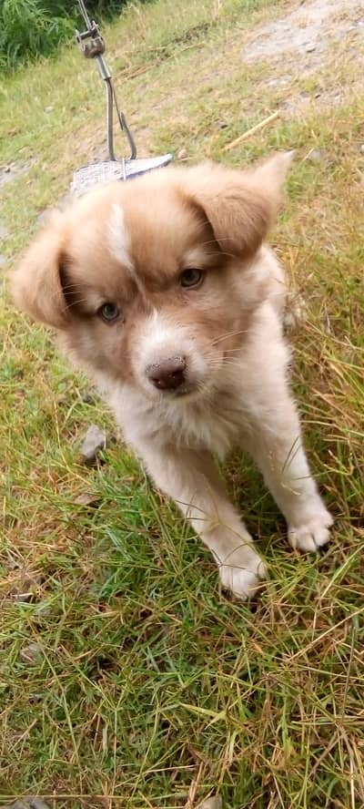 pure aseel femail available