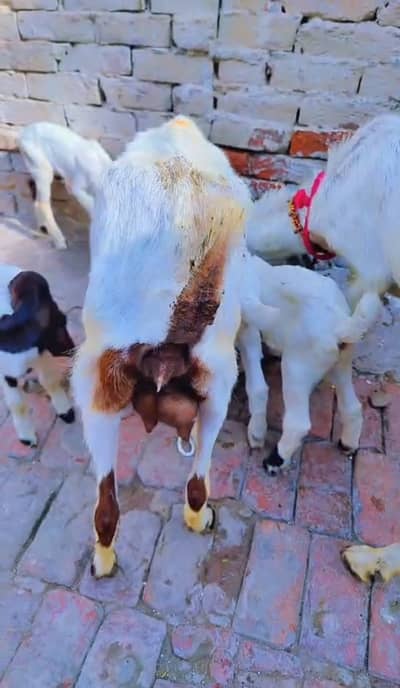 2 GOATS WITH BABIES.