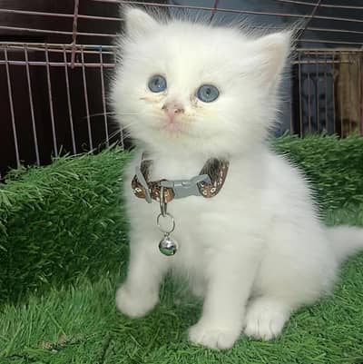 Triple Coat Long Hair Beautiful kitten