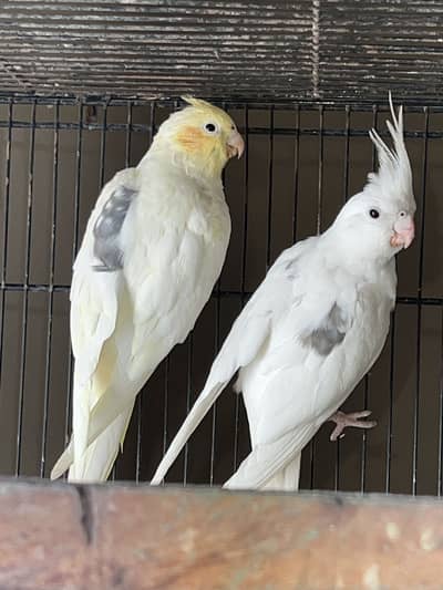 Eno / Cream spotted spit fellow male  & Cream cocktail breeder pair