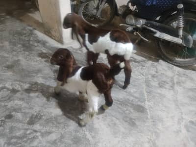 Bakra bakri
