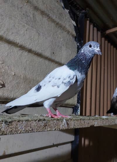 Old blood line sialkoti breeder pigeons