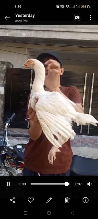 aseel herra Thai panus burmi