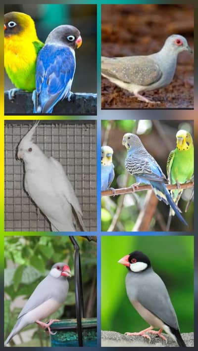 australlian / love birds / java / Dove  / cocktail