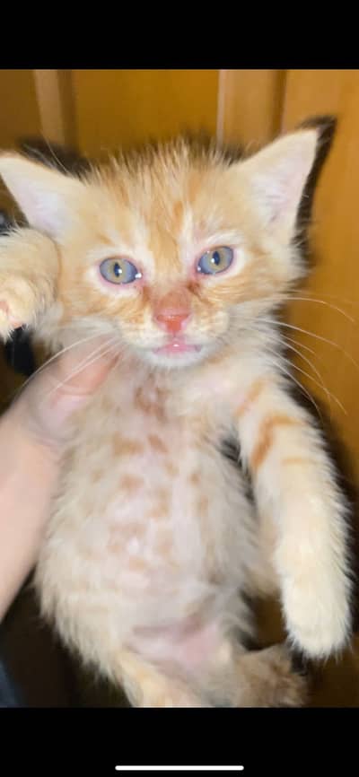PERSIAN WHITE AND BROWN KITTENS