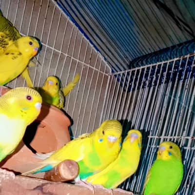 Australian Budgie Parrot  4 Manth Pathy For Whatsapp 03008658689