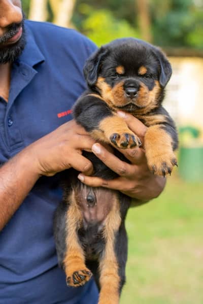 Rottweiler puppies | Dog Puppy | Punch Face Puppy for sale