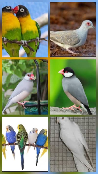 java / australlian / love bird / Dove