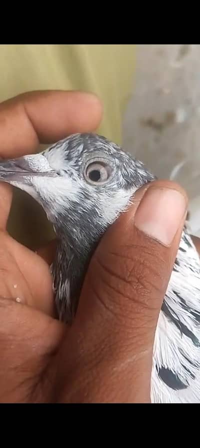 bohat hi zibardast pair ha anday bacho ki guaranty Kay sath inshallah