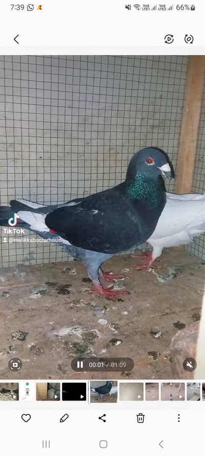 Pigeons 0312 5925861