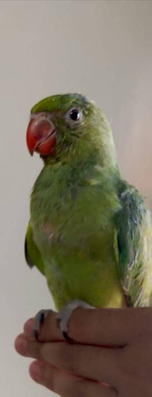 Green ringneck 2  chick