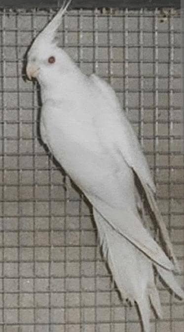 cocktail male breeder 03206441878