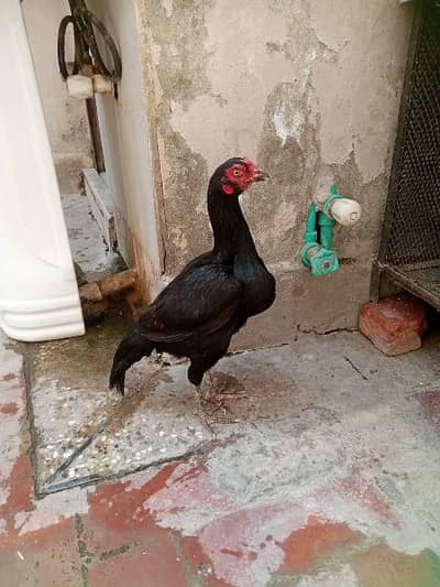 pure aseel female khurak.