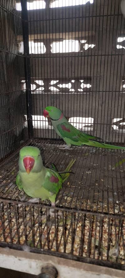 raw parrot pair