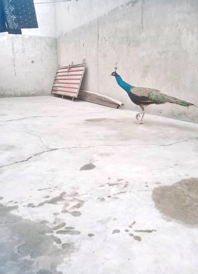 Blue shoulder male peacock  Call 03711764726