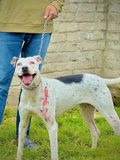 Bully+gultair cross female breed