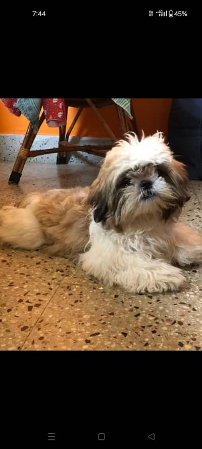 shih tzu female