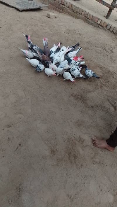 19 pigeons 7babies free