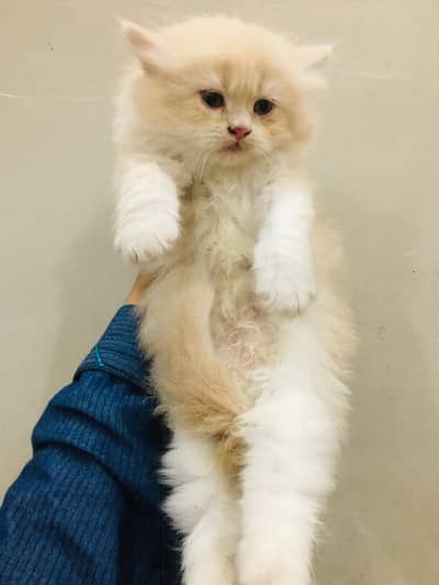 persion Male baby kittan Foun