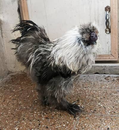 Grey Silkiee | Golden Silkiee A-One Quality