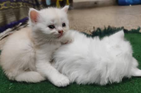 triple coated  beautiful active blue eyes and grey eyes kittens