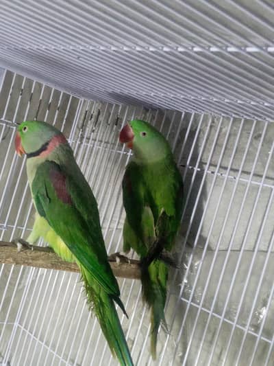 Raw parrot breeder pair for sale
