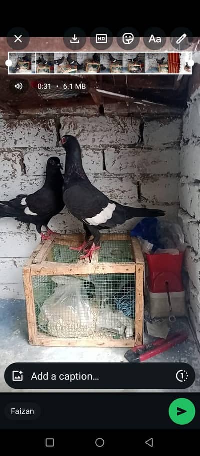 ketla gahda darr. breeder pair