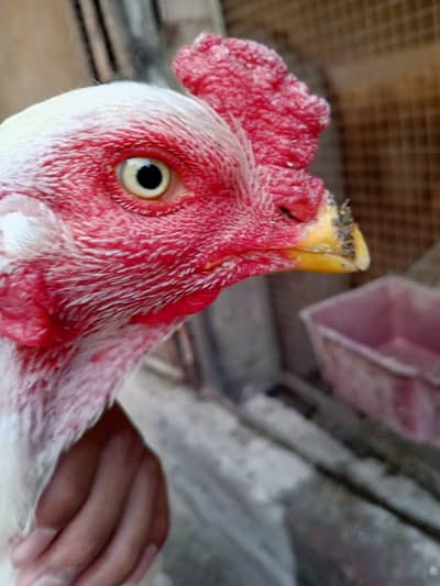 paper white, with white eyes