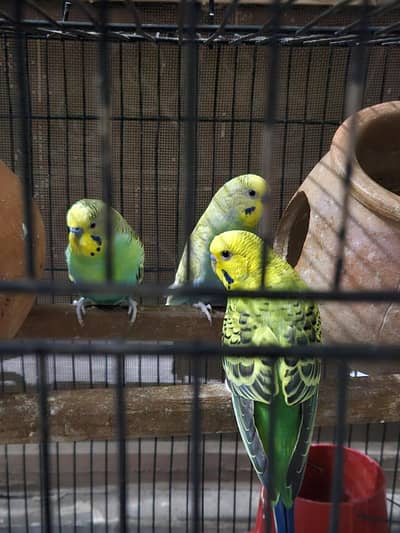 Australian parrot budgie