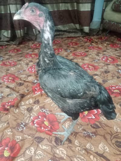 home breed aseel lasani