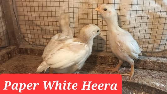 Heera | Pakistani Aseel | White Buff | White Buff | Chicks and Eggs