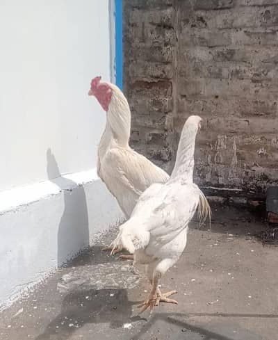 Aseel shamo pair,for sale