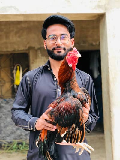 high quality aseel murga