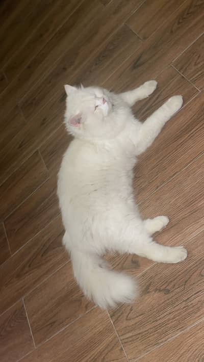 Cat Male 2 year Available For sale