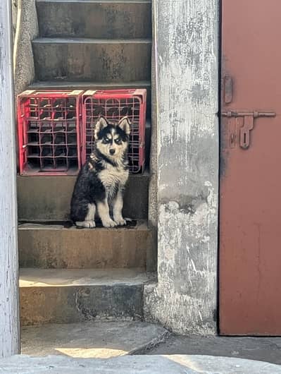 Husky pupp