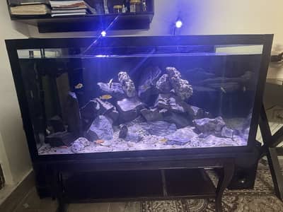 Complete Mbuna Cichlid Aquarium Setup for Sale