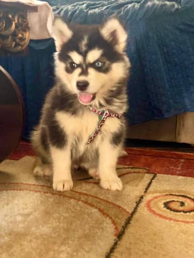 all dogs breed available for sale 03112781431 whats