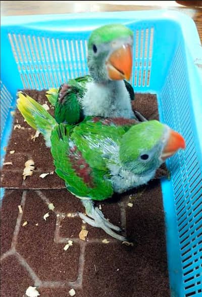 RAW HALF COVERED| CHICKS  FOR SALE