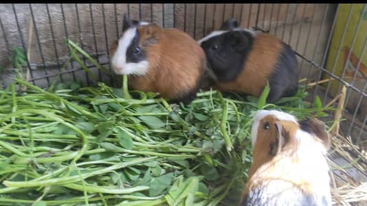 Guinea Pigs, English Cavies,
